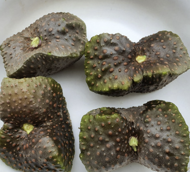 하늘마 효능 부작용 하늘마 먹는방법 보관방법 총정리 (최신)