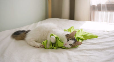 이불에 누워있는 고양이