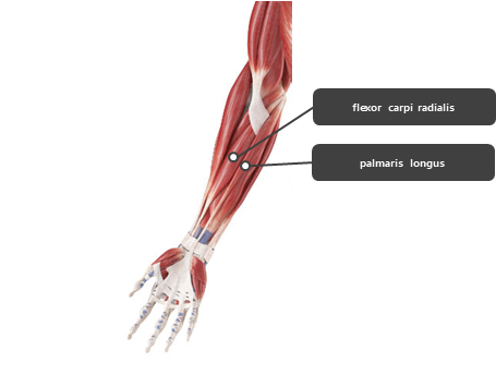 아래팔 전완 주변 주요 구조