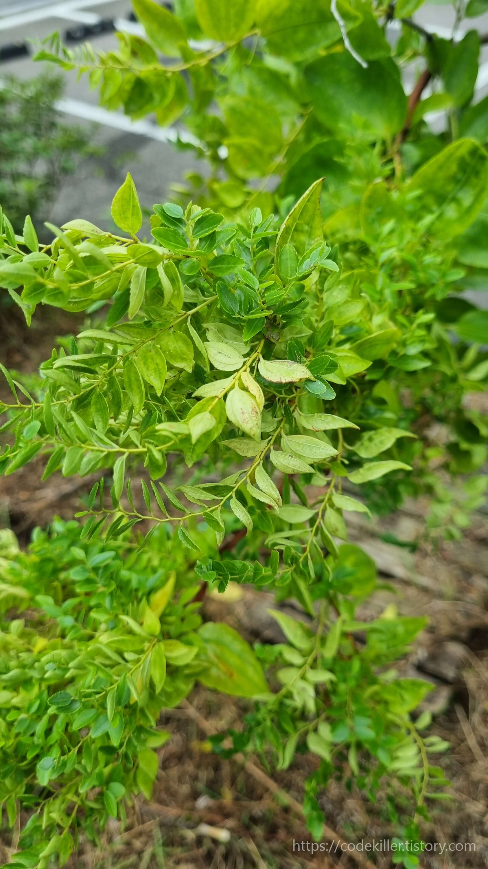 대추나무빗자루병