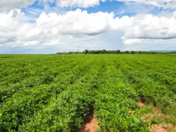 땅콩 효능 및 영양성분&amp;#44; 부작용