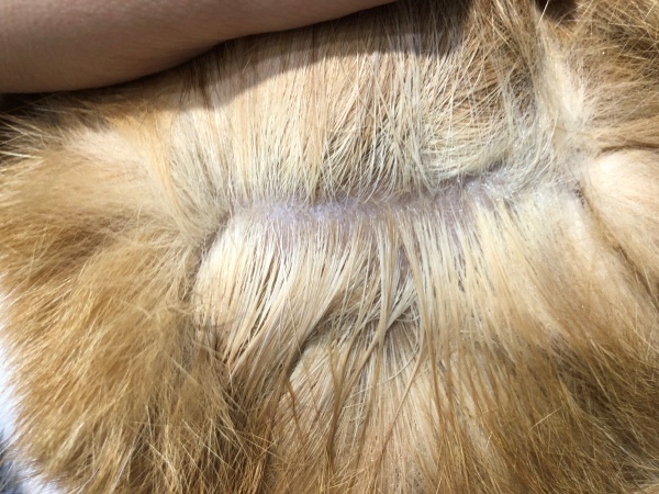 고양이탈모완화증상