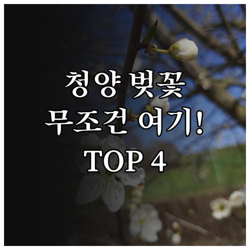 청양 벚꽃 명소 베스트 4 장곡사 천..