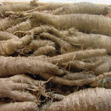 더덕 효능과 부작용 고르는법 칼로리 갱년기