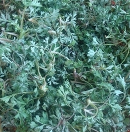 쑥 효능 부작용 칼로리 요리