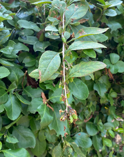 구기자나무 수형2