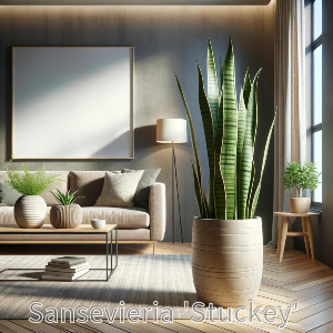 산세베리아
