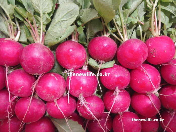 항산화 성분인 안토시아닌이 가득해 붉은빛을 띠는 적환무(래디시) 실물 사진