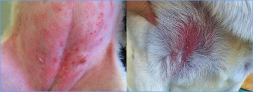 강아지 피부염