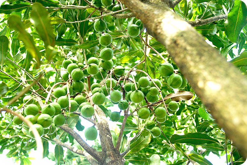 마카다미아의-효능