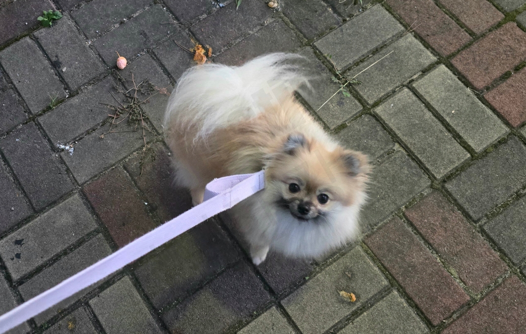 은행이 떨어진 길을 걷는 강아지