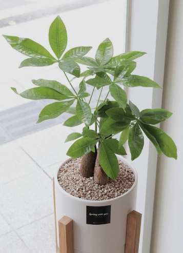 돈이 들어오는 식물