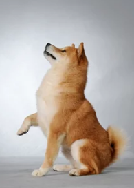 시바견/출처:어도비스톡