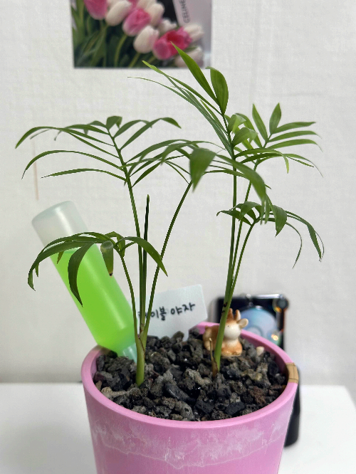 테이블 야자 물주기