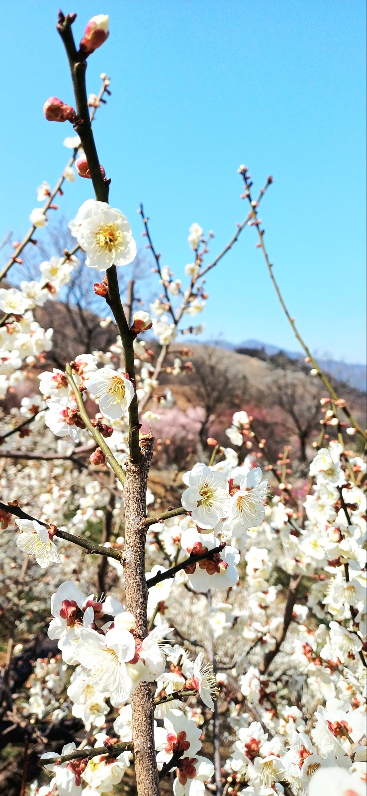 봄의 절정을 알리듯 나무 전체를 하얗게 덮은 매화꽃의 웅장한 모습