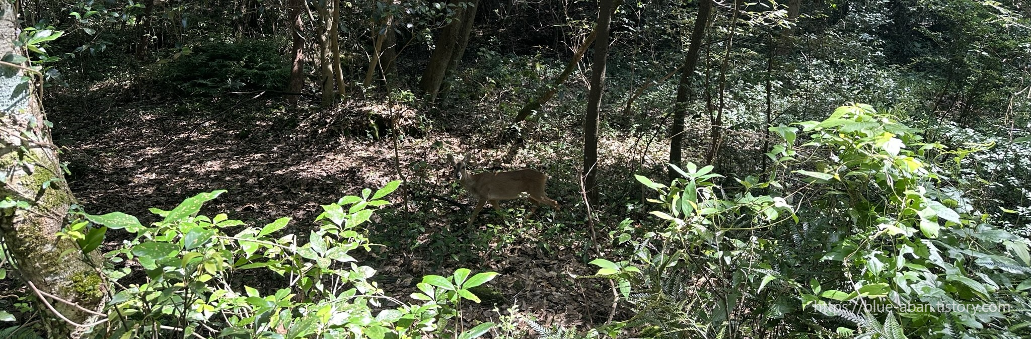 동백동산-노루