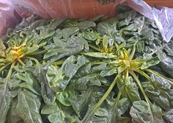 신안-순이네섬초