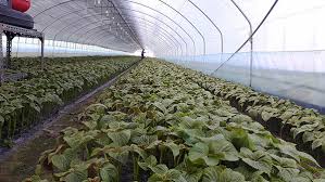 들깨 파종 시기, 이대로만 하면 풍성한 수확!