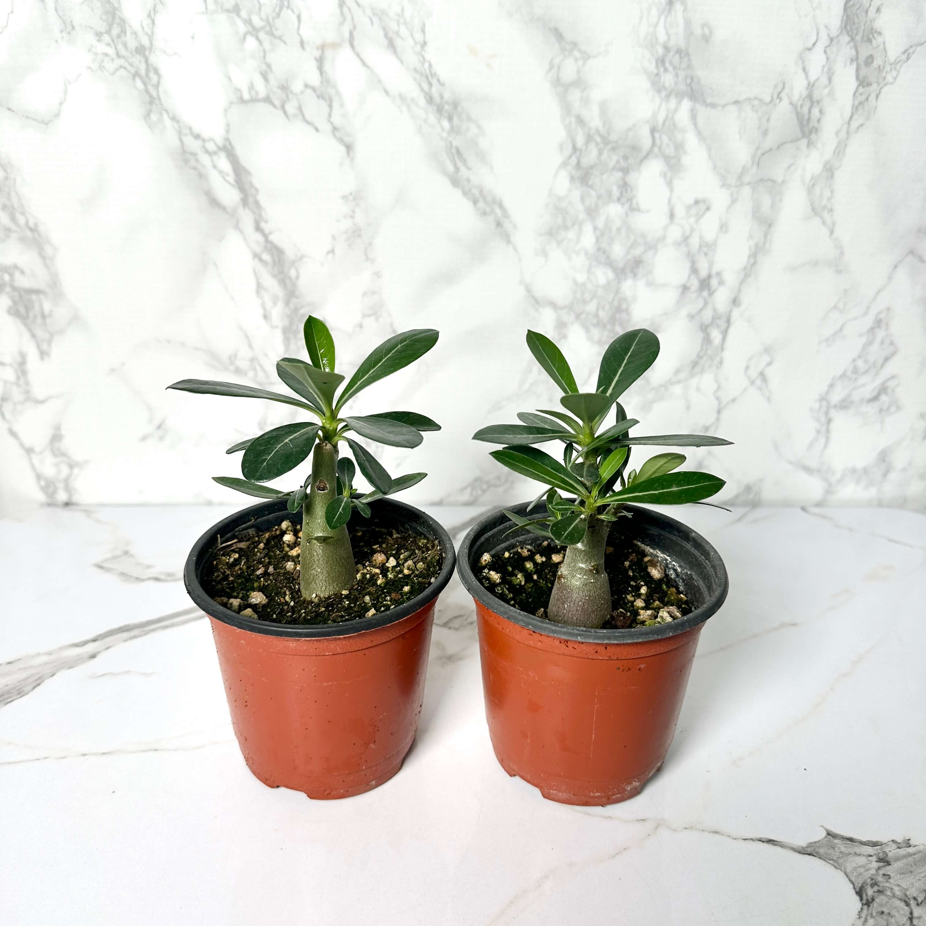 바오밥나무 아데니움 오베숨