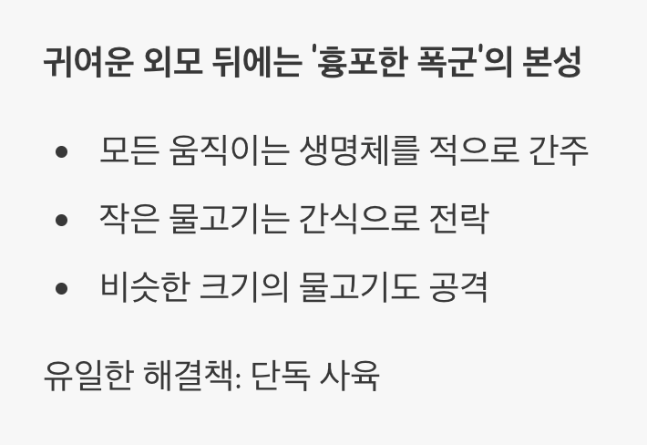 평화는 없다, 오직 나 홀로