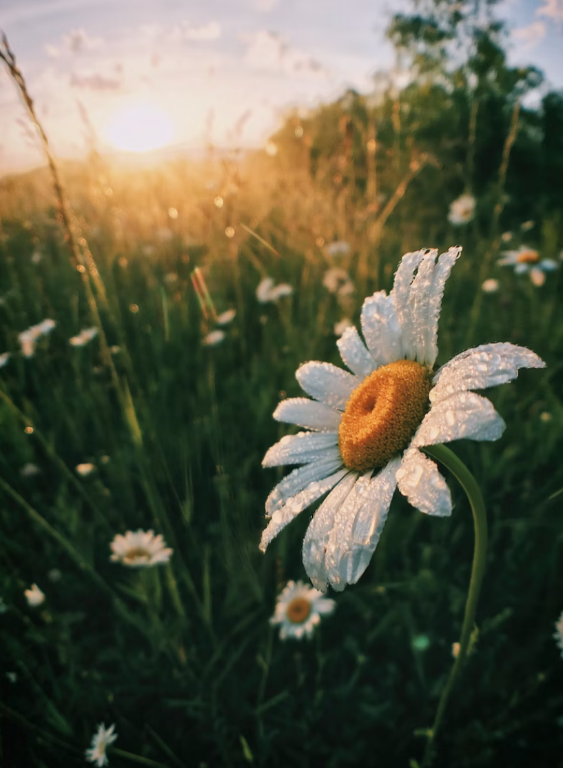 마인드셋 아침명언 3가지 조언