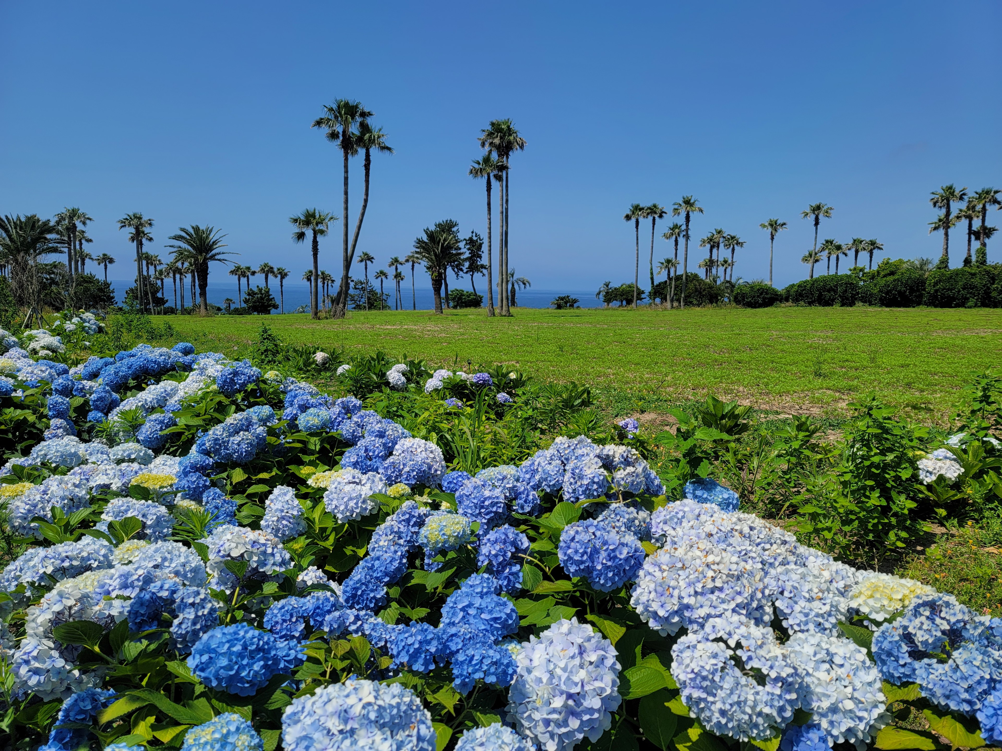 제주도 수국! 20245놓치면 후회할 명소