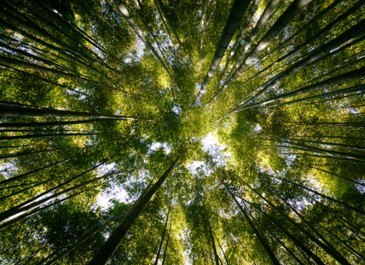 음력 24절기, 경칩 뜻과 의미, 유래 이미지