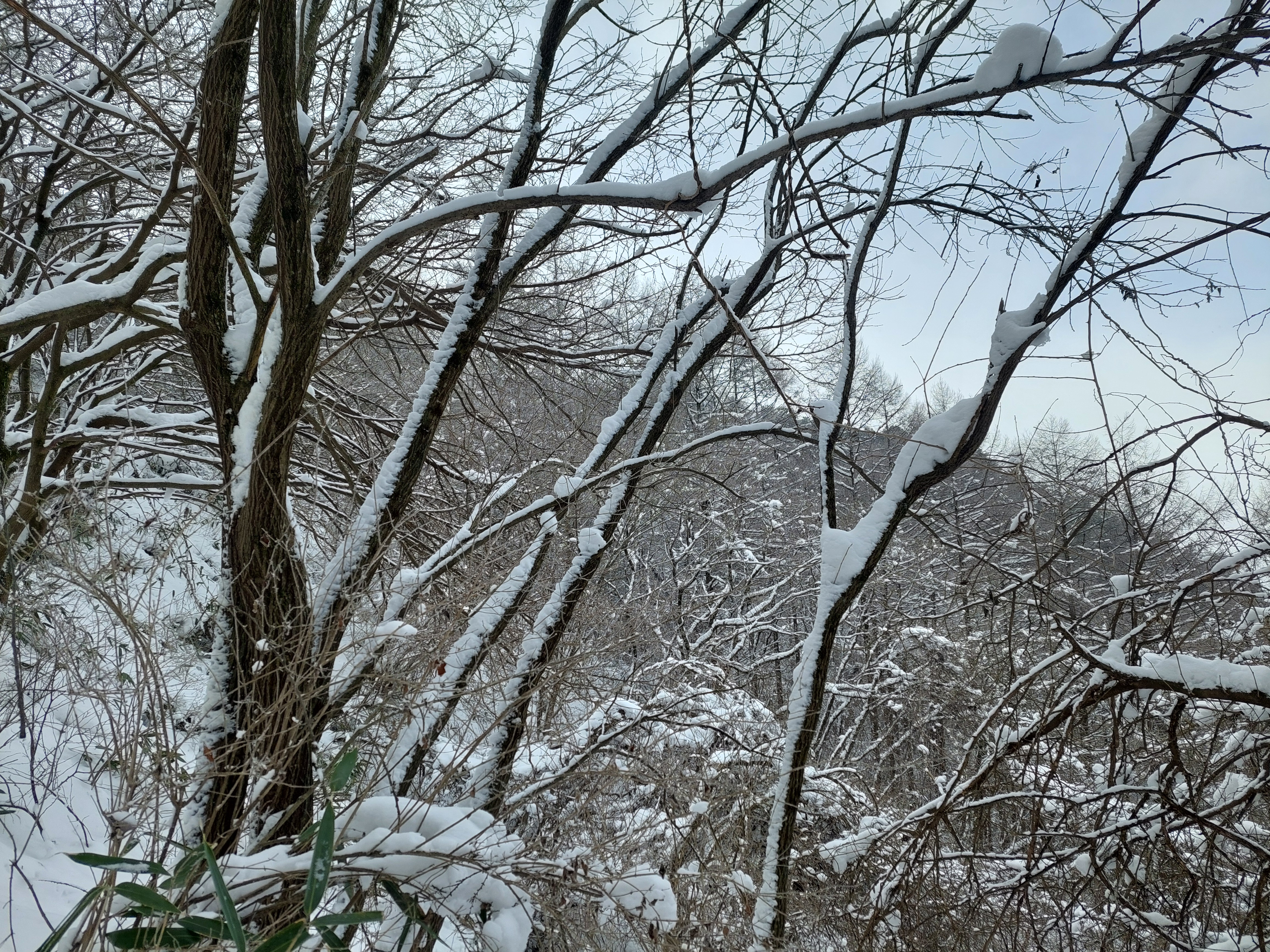 바래봉