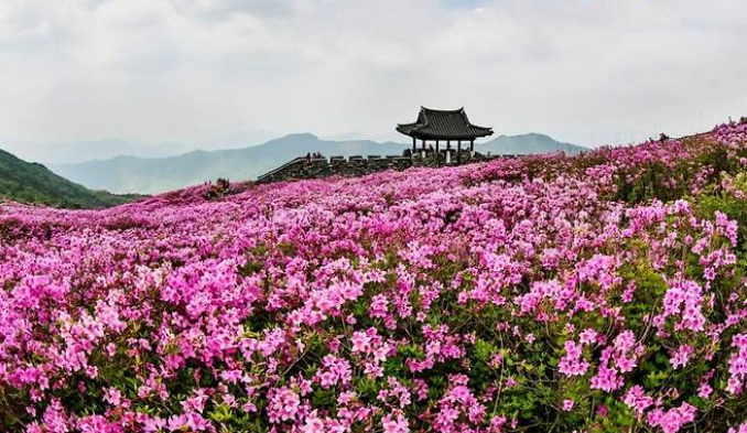 합천-황매산-철쭉제