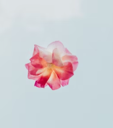 화양연화 뜻 한자 뜻