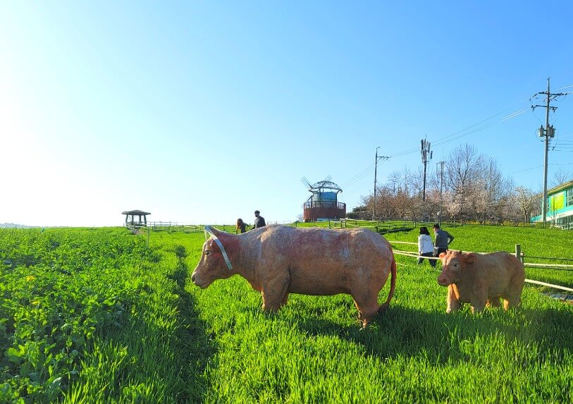 2025 고창청보리밭 축제 : 싱그러운 초록의 향연, 고창청보리밭 축제