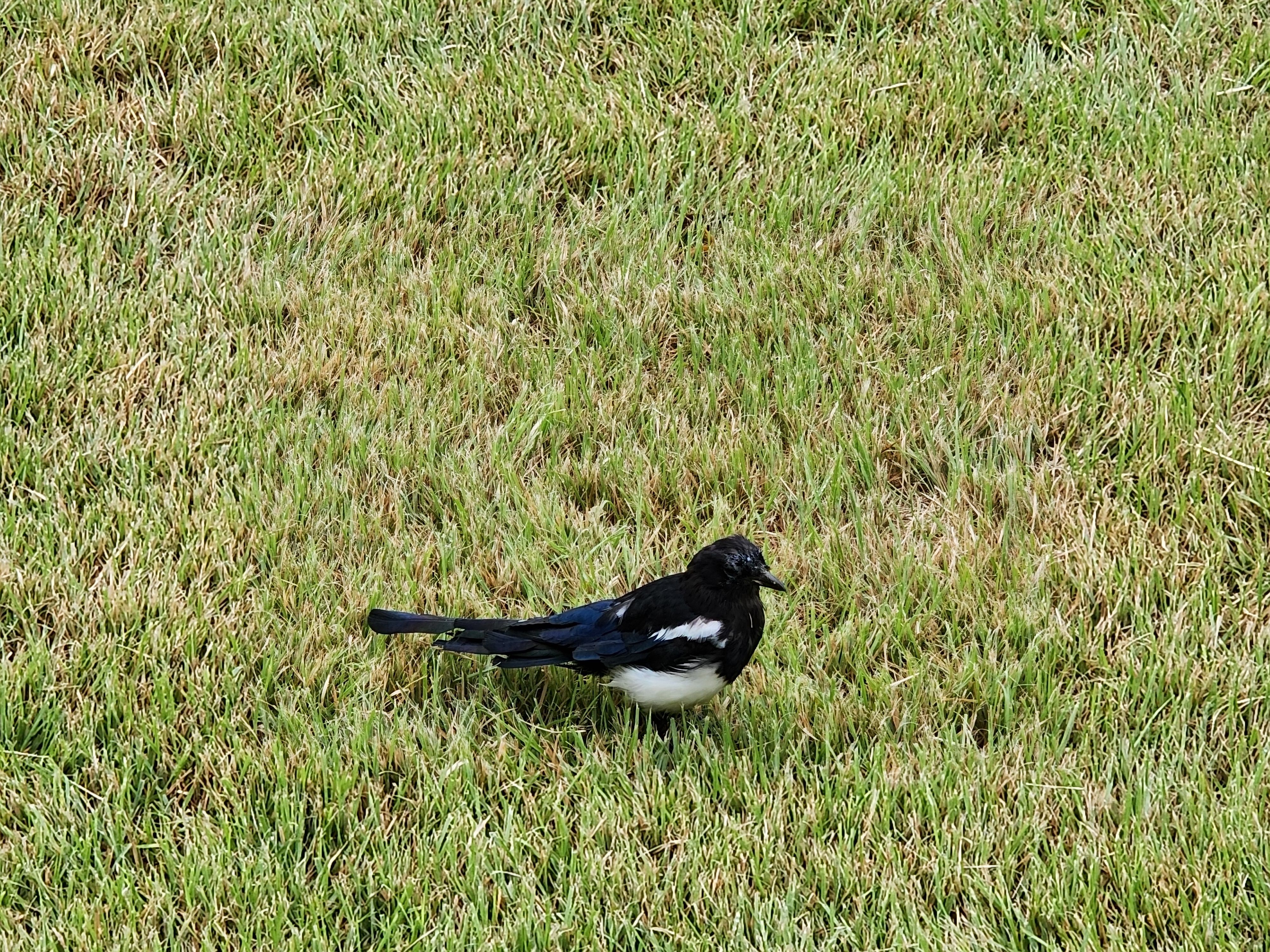 Alt 속성 문제 해결 설명 이미지