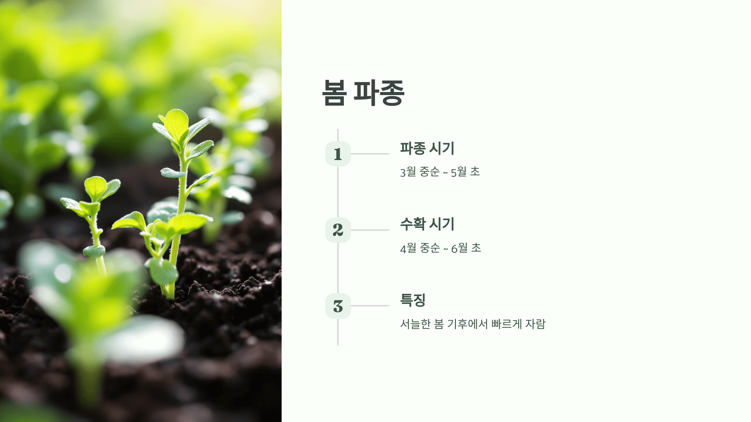 상추 사진입니다.