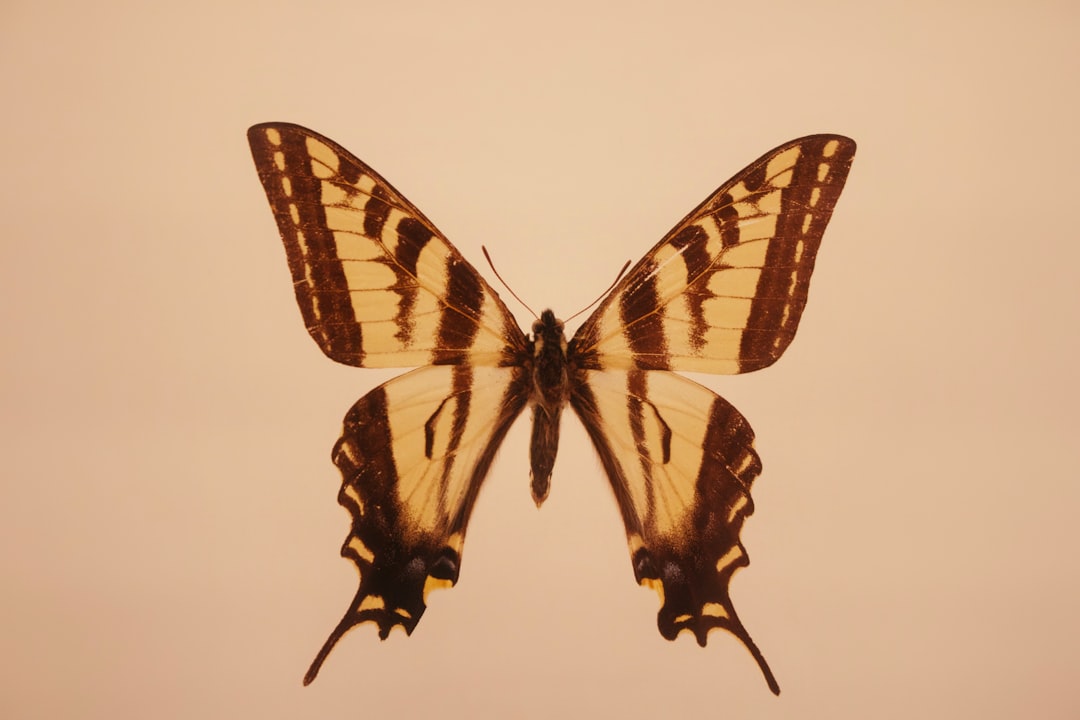 butterfly