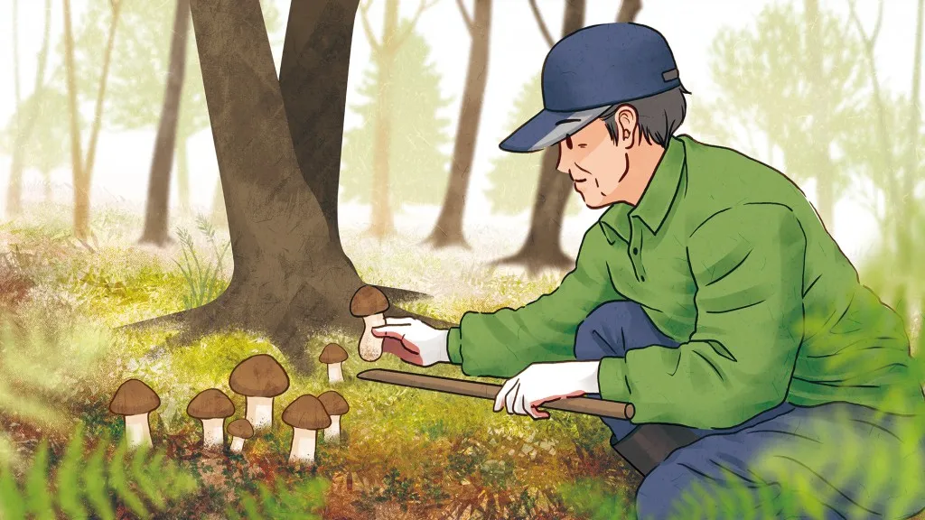 송이버섯 채취시기가격 정보를 확인_4