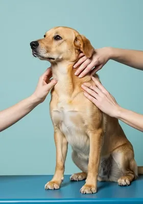 터치 훈련&amp;#44; 이런 반응은 무시하지 마세요