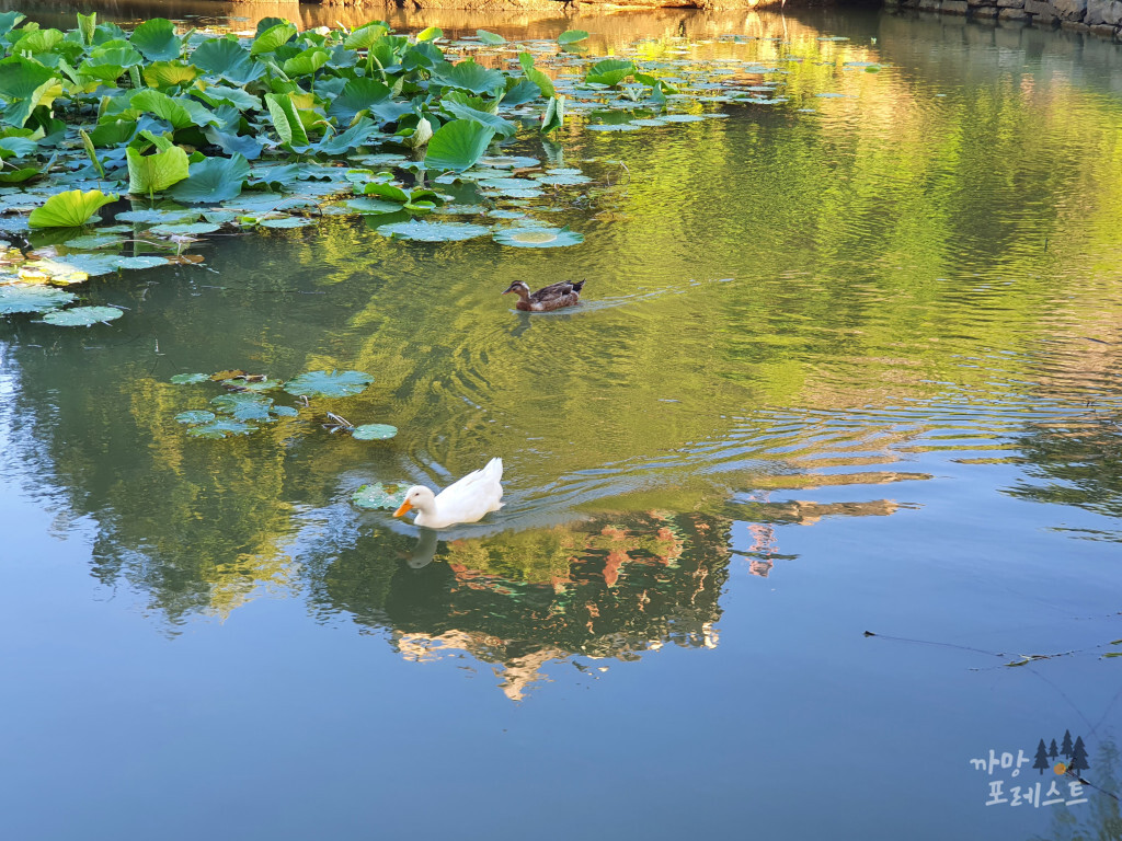 방화수류정 오리