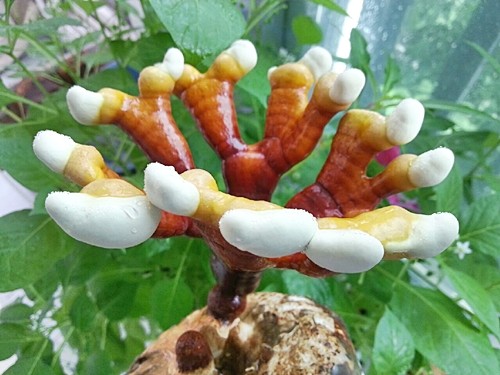 오늘N 2540회 가족이 뭐길래 드림버섯농장 표고버섯, 노루궁뎅이버섯, 녹각영지버섯까지 건강한 먹거리 주문방법