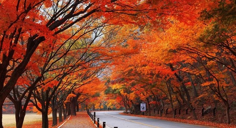 내장산-도로