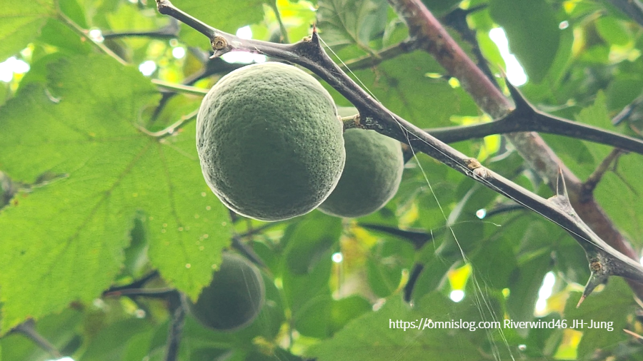 풋탱자, 소지실(小枳實) 지실(枳實) , 지각(枳殼)