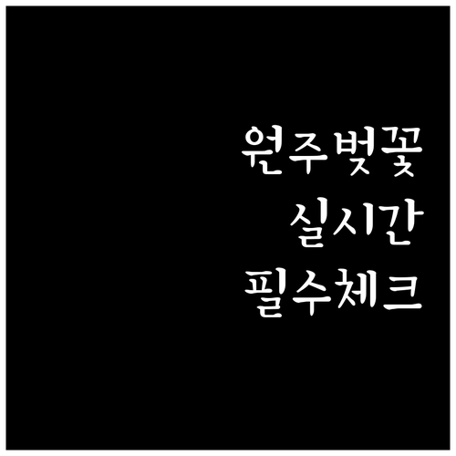 2026 원주 벚꽃 개화 현황 및 실..