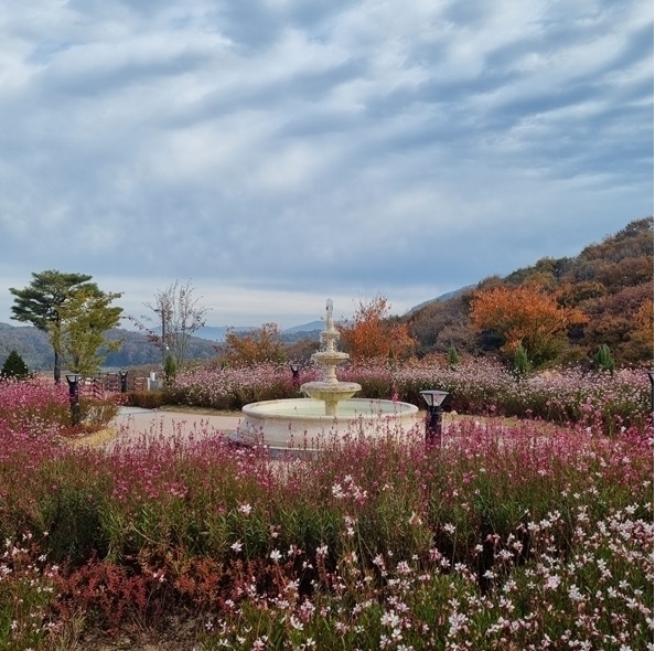 용인 자작나무숲 가을꽃축제