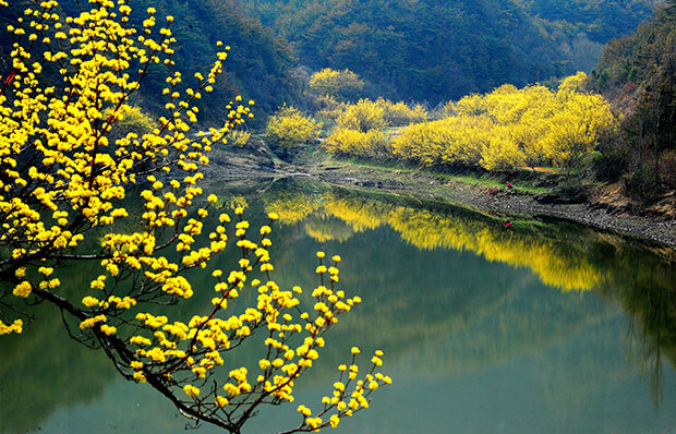의성 산수유