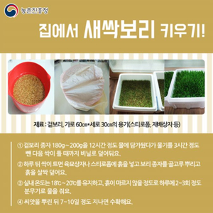 보리새싹분말