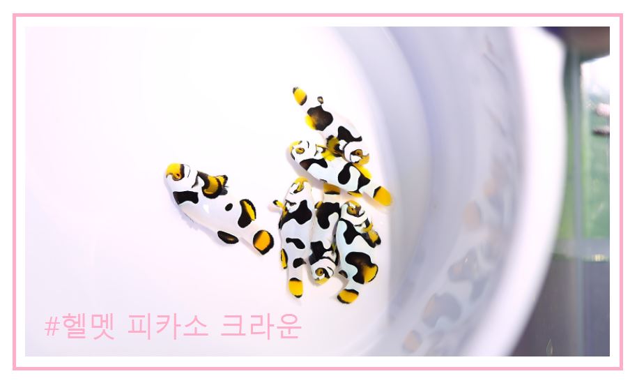 스페셜 퍼큘라크라운 분양가격과 종류