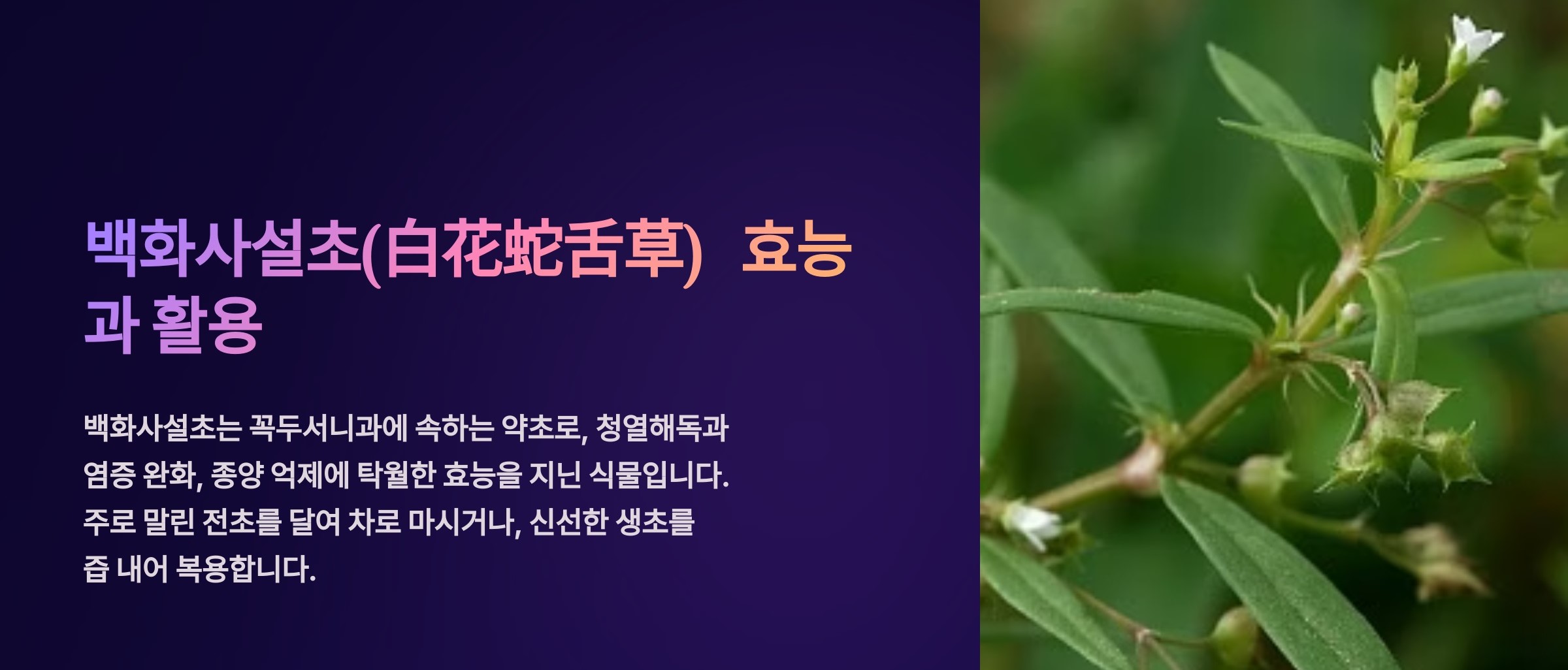 백화사설초