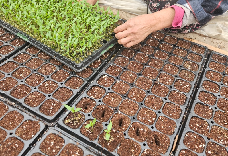 고추모종 기르기 성공을 위한 완벽 가이드와 팁