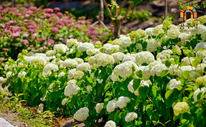 2024년-공주-유구색동수국정원-꽃축제