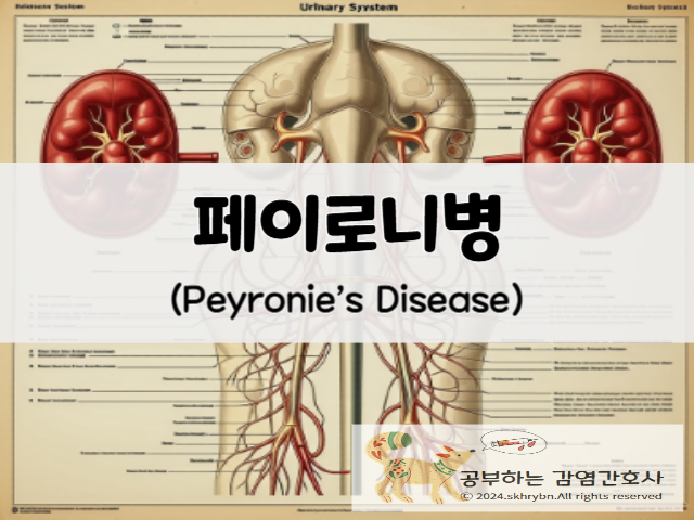 성인 간호_페이로니병(peyronie’s disease)원인과 증상 치료 방법, 수술 살펴보기