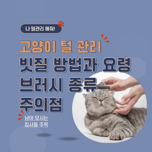 고양이빗질방법